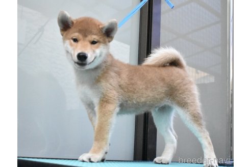 成約済の神奈川県の柴犬-255335の5枚目