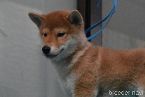 成約済の神奈川県の柴犬-255339の1枚目