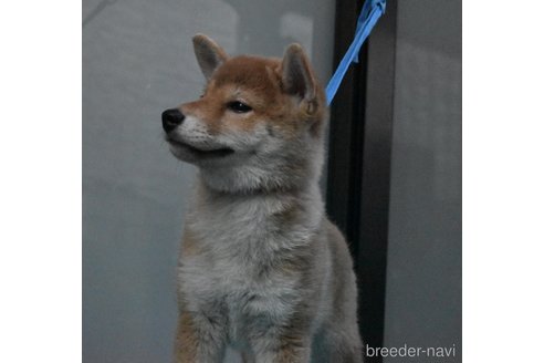 成約済の神奈川県の柴犬-255339の5枚目