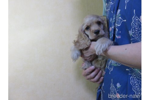 成約済の愛知県のアメリカンコッカースパニエル-242855の2枚目