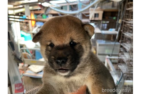 成約済の広島県の柴犬-255366の1枚目