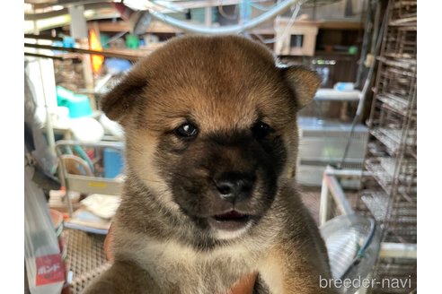 成約済の広島県の柴犬-255366の2枚目