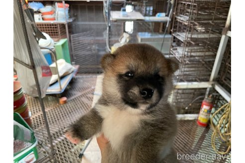成約済の広島県の柴犬-255368の4枚目