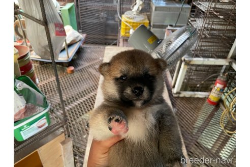成約済の広島県の柴犬-255368の3枚目