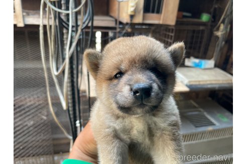 成約済の広島県の柴犬-255369