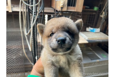 成約済の広島県の柴犬-255369の3枚目