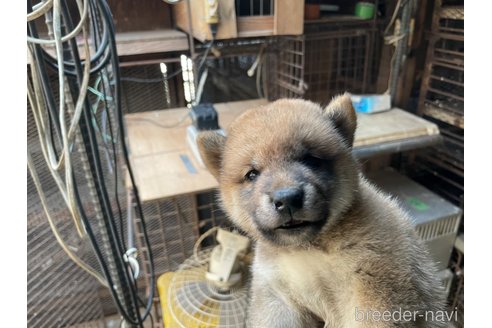 成約済の広島県の柴犬-255369の4枚目