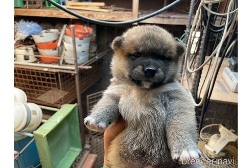 成約済の広島県の柴犬-255370の2枚目