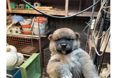 成約済の広島県の柴犬-255370の4枚目