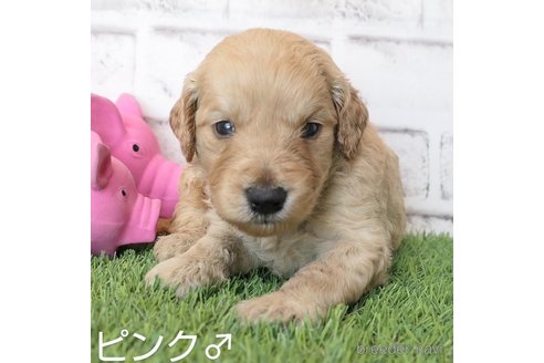 成約済の埼玉県のゴールデンドゥードル:ゴールデンレトリーバー×プードル-255378の13枚目