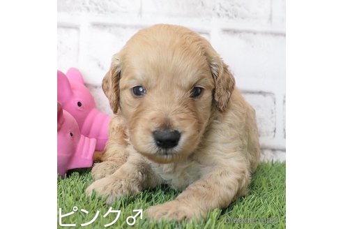 成約済の埼玉県のゴールデンドゥードル:ゴールデンレトリーバー×プードル-255378の12枚目