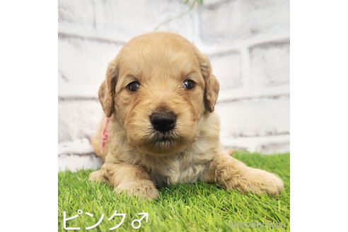 成約済の埼玉県のゴールデンドゥードル:ゴールデンレトリーバー×プードル-255378の11枚目