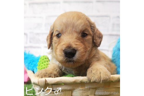 成約済の埼玉県のゴールデンドゥードル:ゴールデンレトリーバー×プードル-255378の10枚目