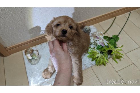 成約済の広島県のチワプー:チワワ×トイプードル-246600の13枚目