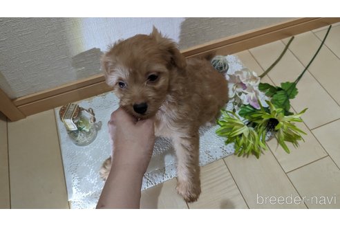 成約済の広島県のチワプー:チワワ×トイプードル-246600の12枚目