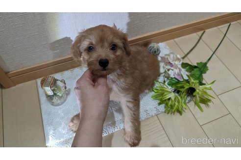 成約済の広島県のチワプー:チワワ×トイプードル-246600の10枚目