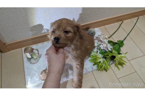 成約済の広島県のチワプー:チワワ×トイプードル-246600の9枚目