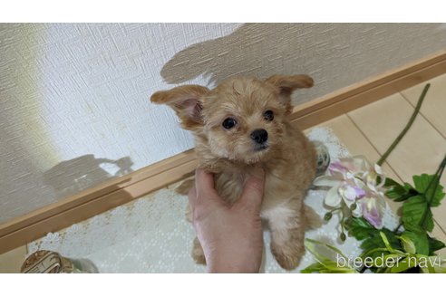 成約済の広島県のチワプー:チワワ×トイプードル-246607の22枚目