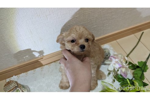 成約済の広島県のチワプー:チワワ×トイプードル-246607の21枚目