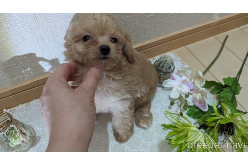 成約済の広島県のチワプー:チワワ×トイプードル-246607の20枚目