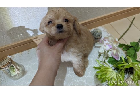 成約済の広島県のチワプー:チワワ×トイプードル-246607の19枚目