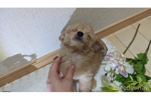 成約済の広島県のチワプー:チワワ×トイプードル-246607の17枚目