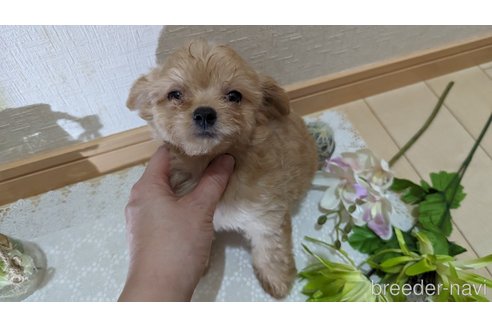 成約済の広島県のチワプー:チワワ×トイプードル-246607の18枚目