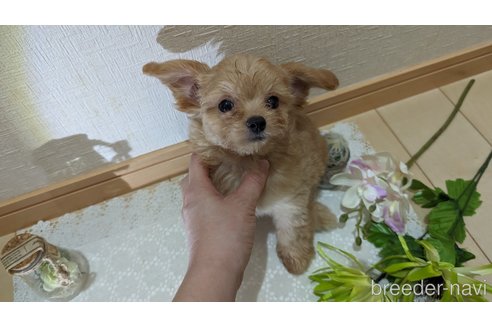 成約済の広島県のチワプー:チワワ×トイプードル-246607の15枚目
