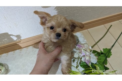 成約済の広島県のチワプー:チワワ×トイプードル-246607の16枚目