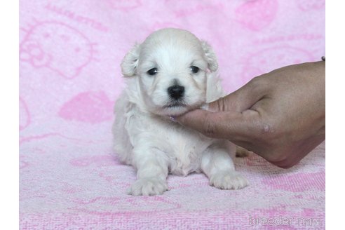 成約済の滋賀県のマルプー:マルチーズ×トイプードル-255391の12枚目