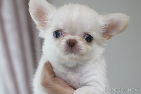 成約済の兵庫県のチワワ(ロングコート)-254384の4枚目