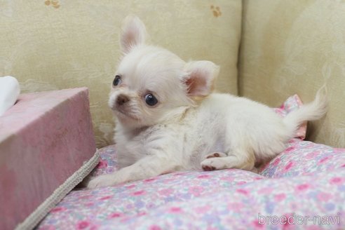 成約済の兵庫県のチワワ(ロングコート)-254384の3枚目