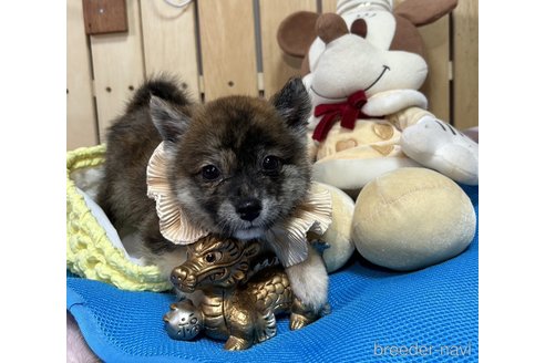 販売中の福岡県のミックス犬-248708の3枚目
