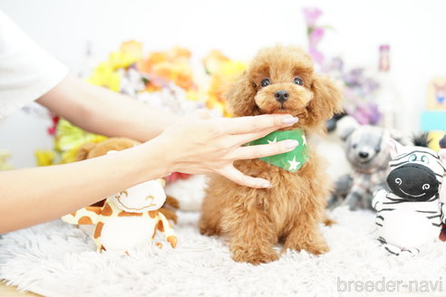 成約済の埼玉県のトイプードル-255496の4枚目