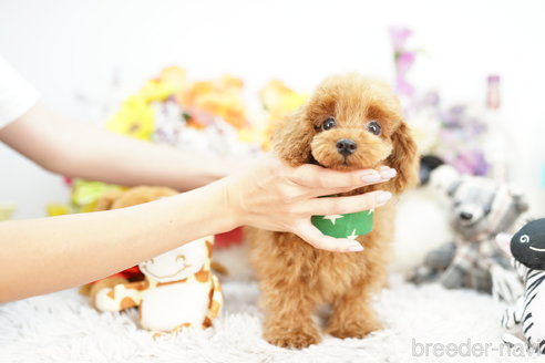 成約済の埼玉県のトイプードル-255496の2枚目