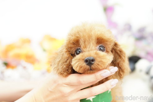 成約済の埼玉県のトイプードル-255496