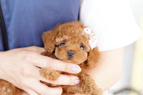 成約済の埼玉県のトイプードル-255499の4枚目