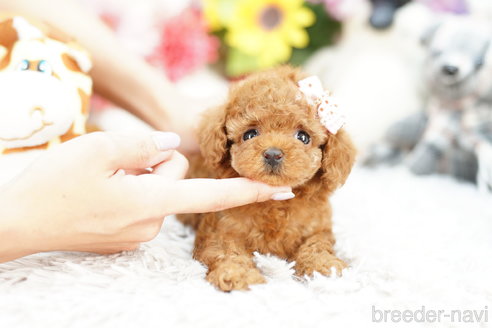 成約済の埼玉県のトイプードル-255499の3枚目