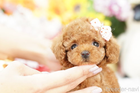 成約済の埼玉県のトイプードル-255499の2枚目