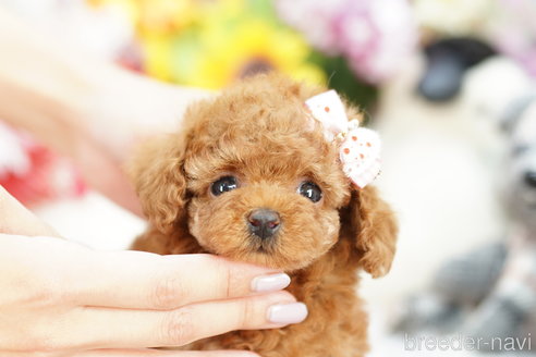 成約済の埼玉県のトイプードル-255499の1枚目