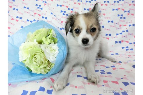 成約済の千葉県のミックス犬-247932の8枚目