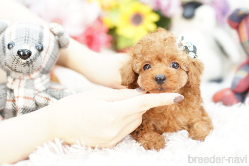 成約済の埼玉県のトイプードル-255500の4枚目