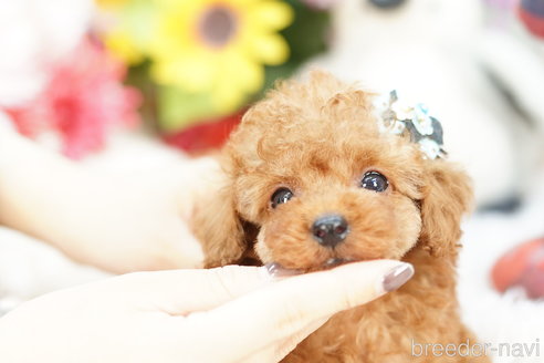 成約済の埼玉県のトイプードル-255500の3枚目