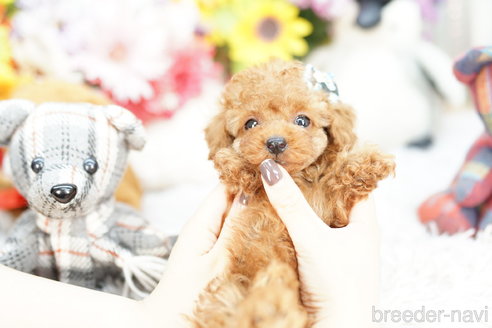 成約済の埼玉県のトイプードル-255500の2枚目