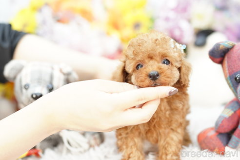 成約済の埼玉県のトイプードル-255500の1枚目