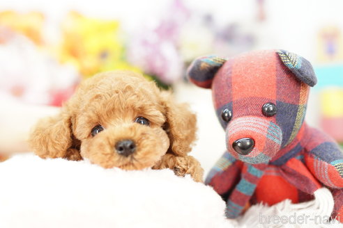 成約済の埼玉県のトイプードル-255503の3枚目