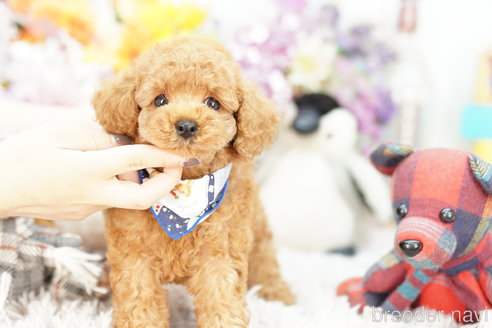 成約済の埼玉県のトイプードル-255503の2枚目