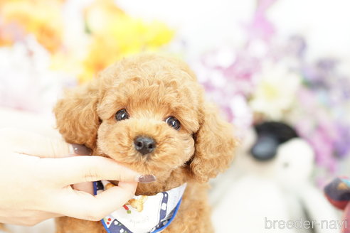 成約済の埼玉県のトイプードル-255503の1枚目