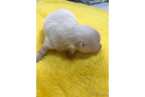 成約済の香川県のポメラニアン-255508の4枚目