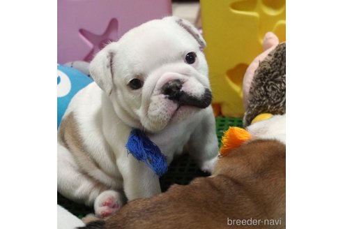 成約済の愛媛県のブルドッグ-255534の4枚目